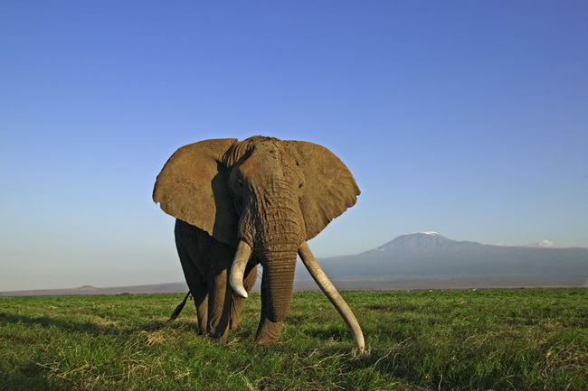 African elephants (Loxodonta africana sp.); Amboseli National Park, Kenya