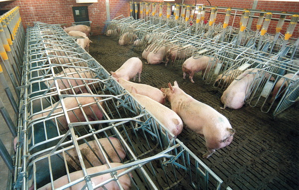 Chore-Time_GestationStall 600