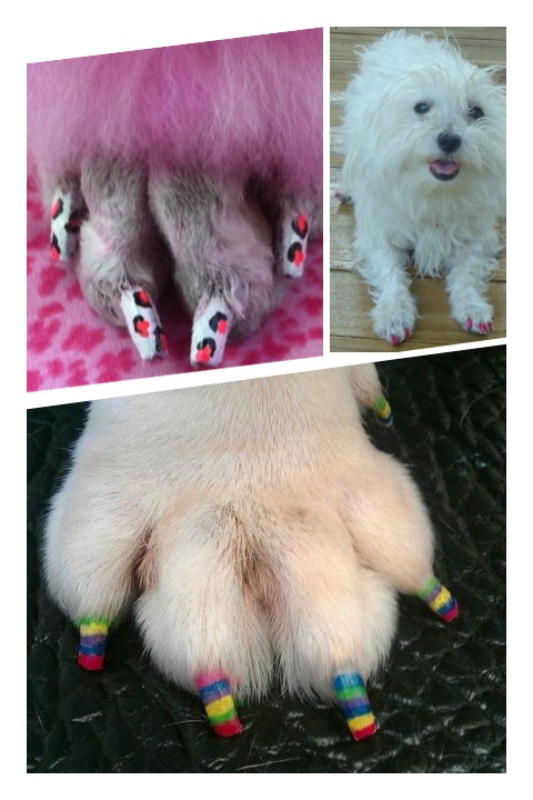 dog nail