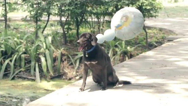 the dreaming dog unidog