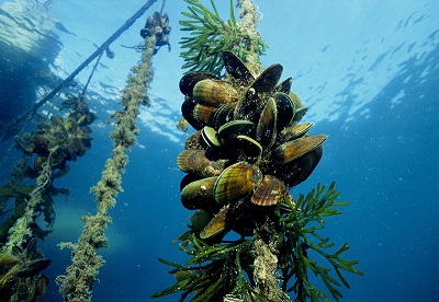 New Zealand mussel