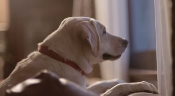 budweiser friend waiting tvc2