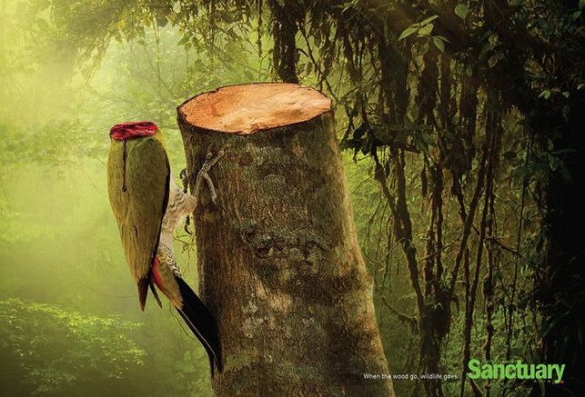 Shocking-Print-Ads-Deforestation-bird