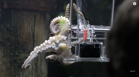 Sony_OctopusPhotographer