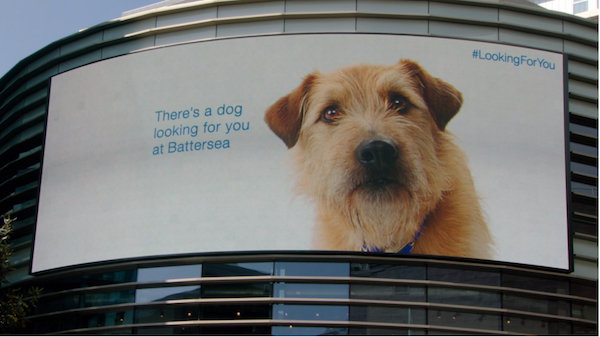 billboarddog1