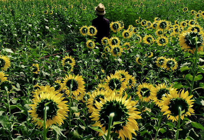 Apple iPhone6 World_Gallery Thai