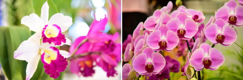 siam paragom สวนดอกไม้ 2559