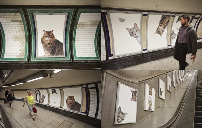 cat advertising subway