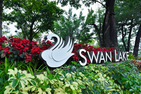 swan-lake-1