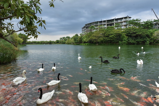swan-lake-4
