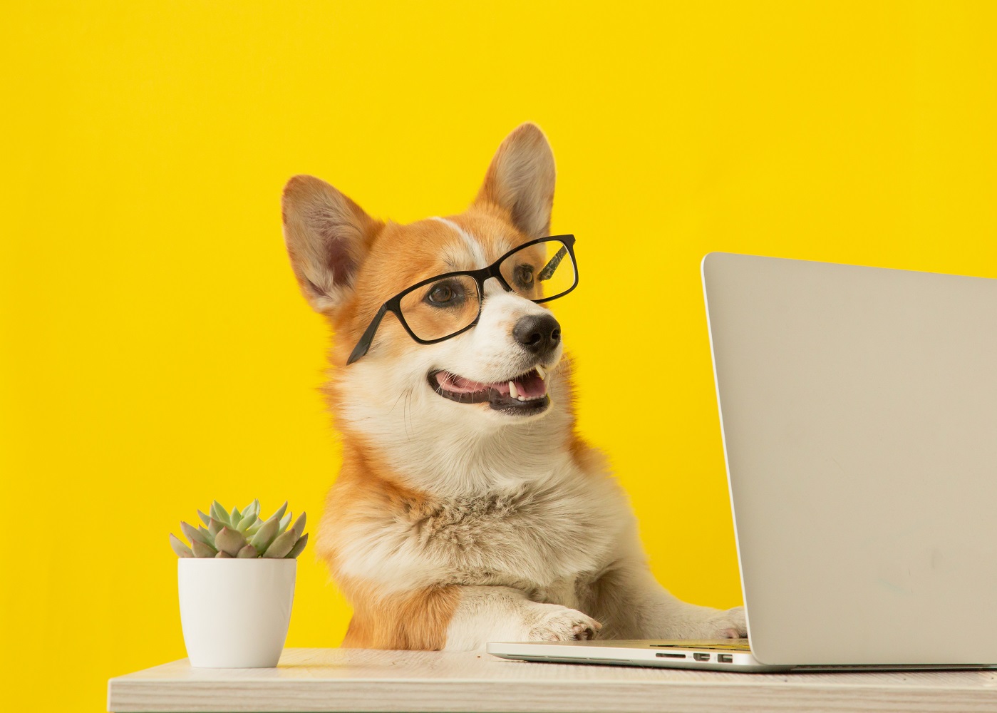 คิดถึงก็โทรหา นักวิจัยออกแบบ DogPhone ให้ "น้องหมา"  โทรหาเจ้าของได้ด้วยตัวเอง - Brand Buffet