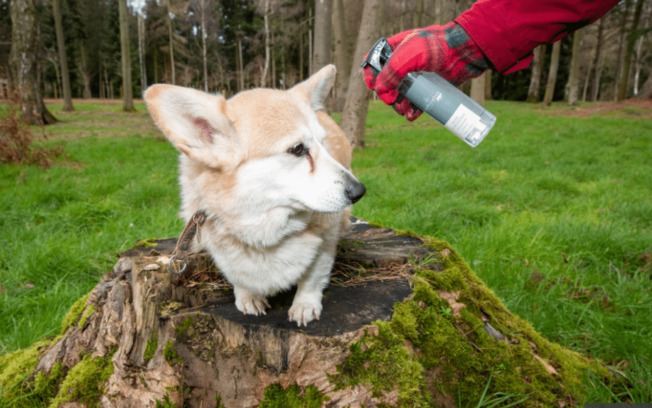 dog cologne queen coastal walks